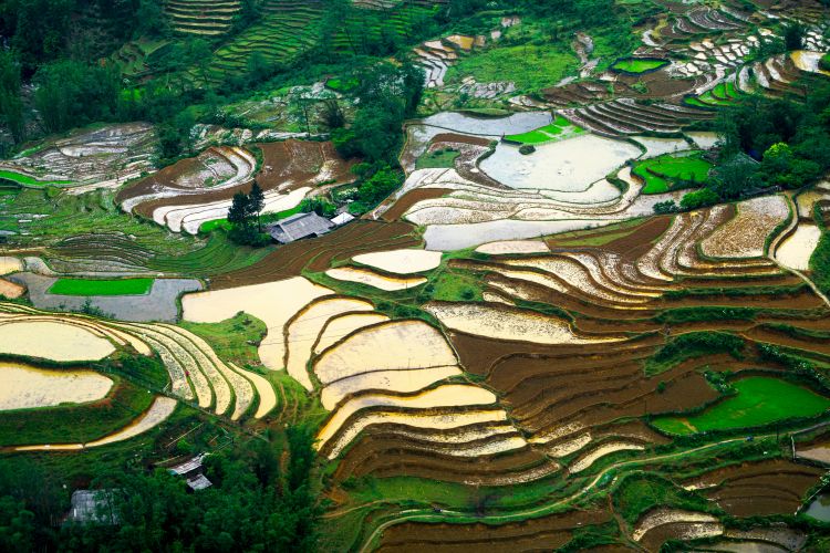 Terrazze di riso in Cina (foto di Chiến Bá, 