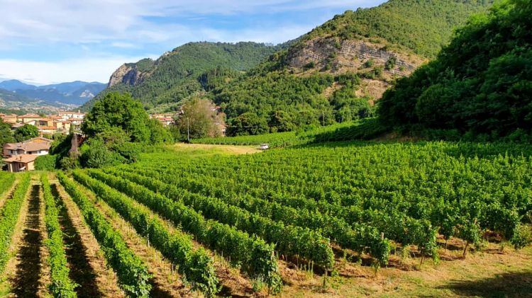 Alcuni dei vigneti aziendali