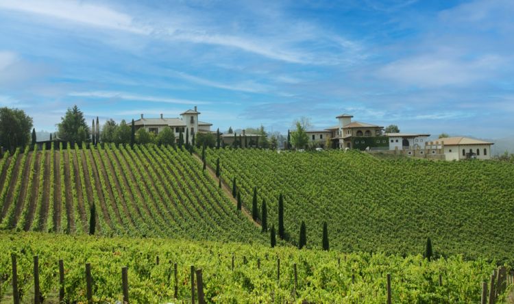 Le vigne
