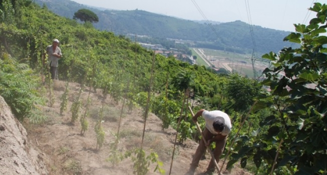 Le vigne sopra la città
