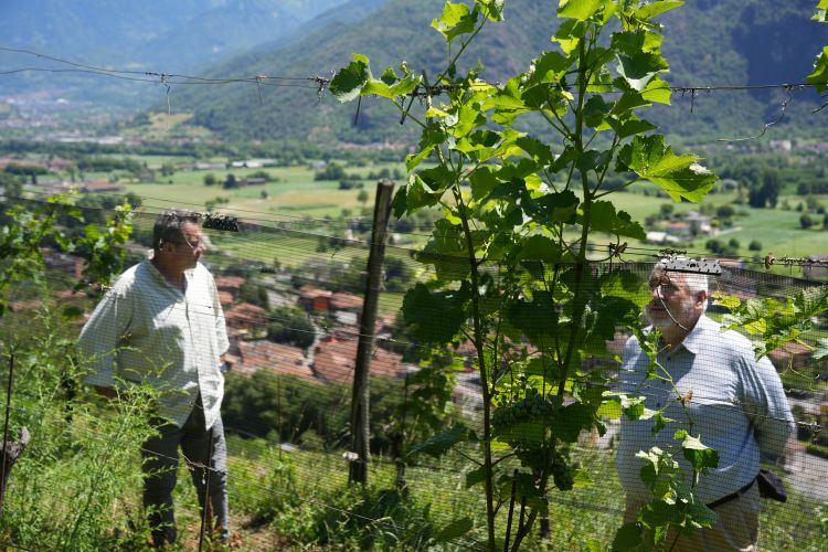 Bombana tra i vitigni
