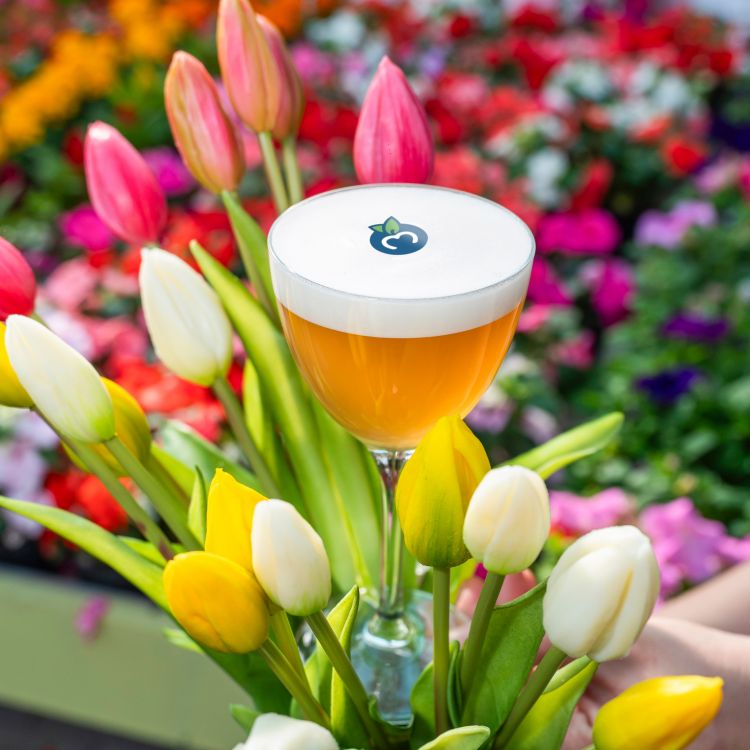Tulipomania
