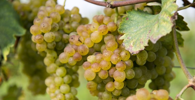 La Turbiana ormai matura e pronta alla vendemmia
