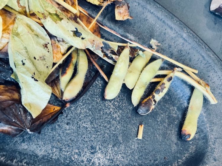 Edamame appena raccolti dal campo, semplicemente grigliati sulla brace
