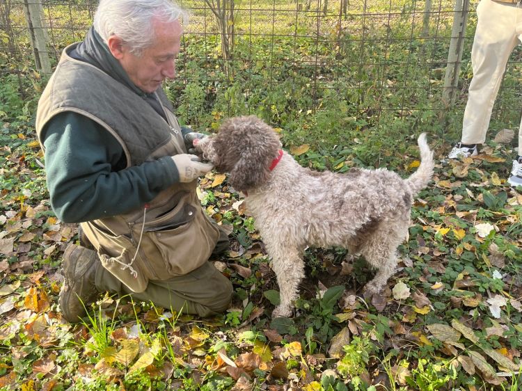 Il lagotto Ugo, cercatore di delizie preziose
