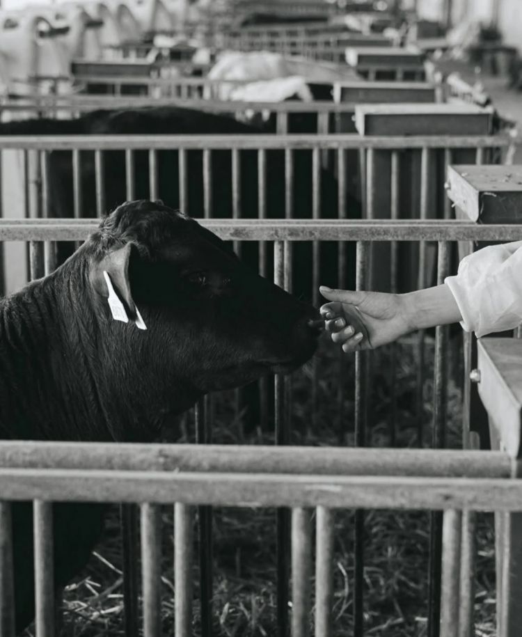 The farm that supplies Beef. Life goes on — even under the bombs
