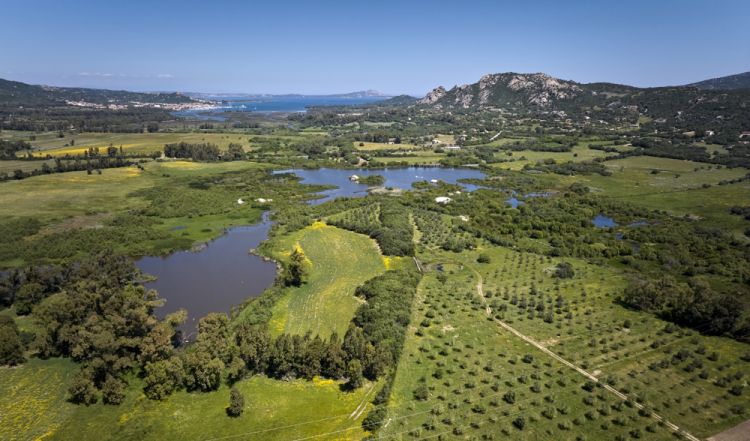 La Riserva Saloni e l'uliveto
