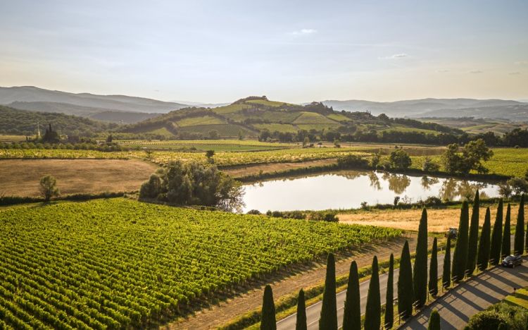 Una bella immagine della Vigna del Lago
