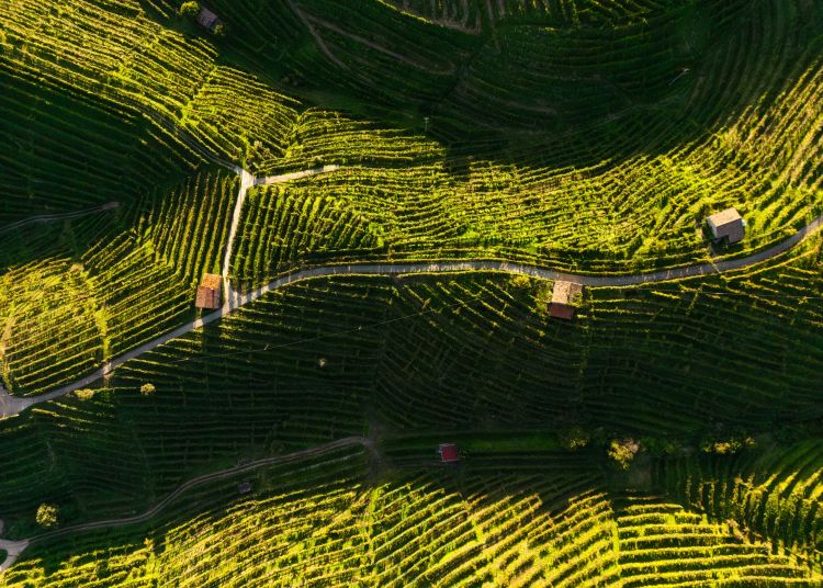 La colline di Valdobbiadene
