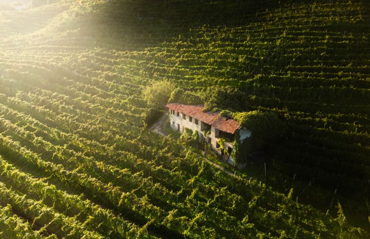La colline di Valdobbiadene

