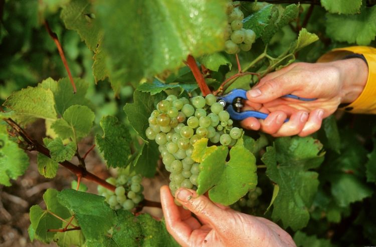 La vendemmia nella Champagne
