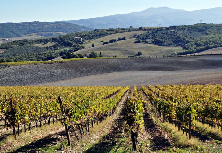 Un bel paesaggio sui vigneti della Maremma Toscana
