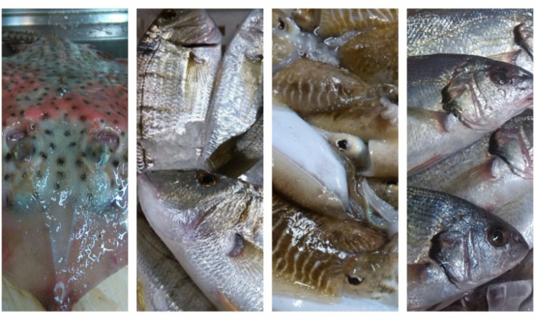 Vero pescato versiliese: razza, mormore, seppie, ombrine (foto Simona Fantoni)
