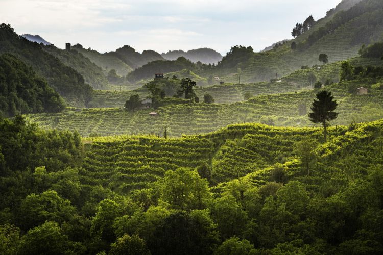 Le affascinanti colline del Prosecco di Conegliano