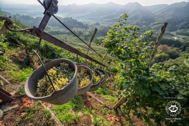 Vendemmia eroica: le pendenze sono molto elevate