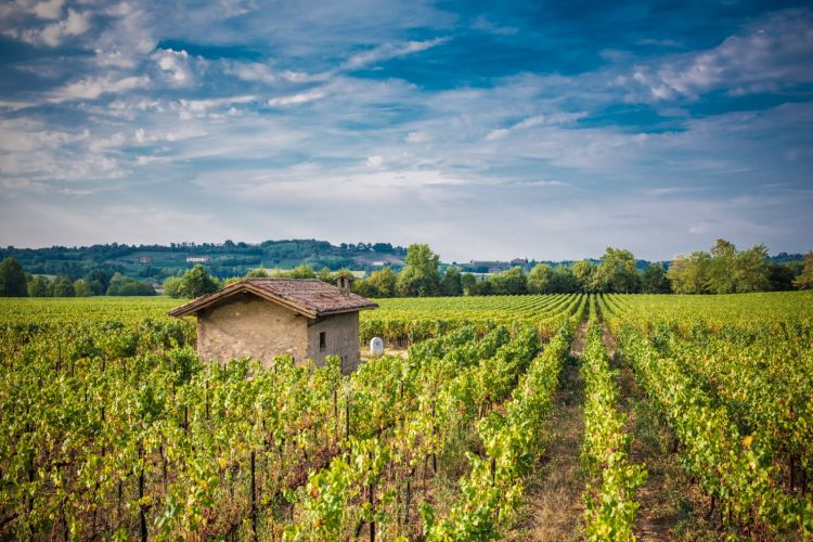 Ma c'è preoccupazione per la vendemmia
