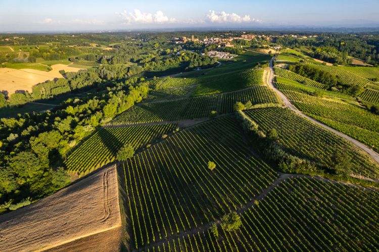 Vigna del Parroco
