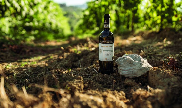 La Vigna del Sole, omaggio alla luce della Vernaccia di San Gimignano

