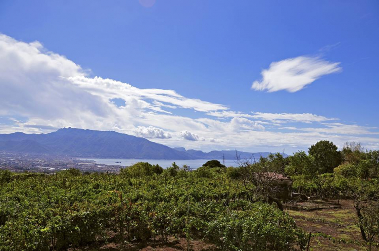 La Vigna Panoramica, di nome e di fatto
