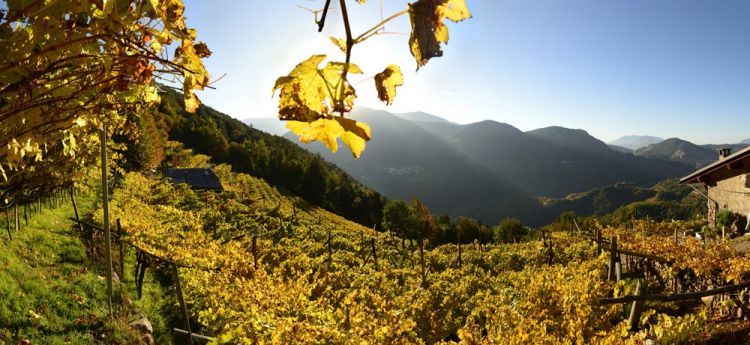 L'anfiteatro della Vigna Saosent
