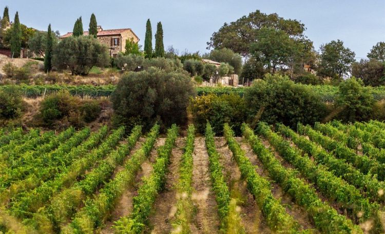 Vigna Spuntali, un altro dei cru di Val di Suga
