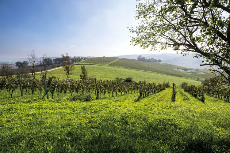 Le vigne di Villa Bucci
