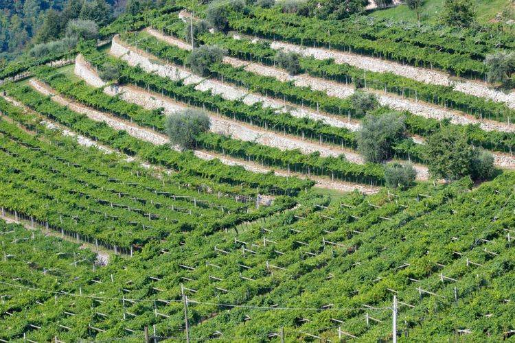 Alcuni vigneti nell'area di Marano