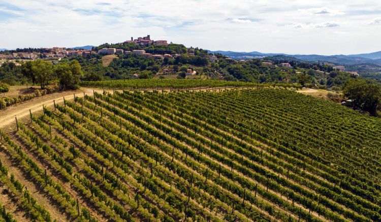 Vigneti in Maremma nella zona di Manciano
