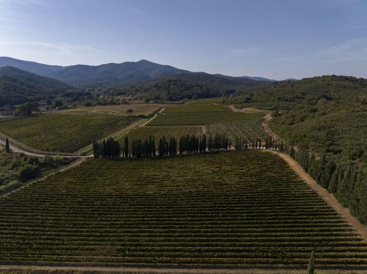 Un'immagine simbolica dei vigneti toscani
