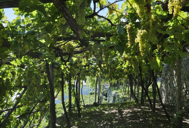 Palazzo Avino propone anche un proprio vino bianco, chiamato Mar-A-Vi-Glia. È prodotto interamente con uve tipiche della regione campana (principalmente Falanghina e Biancolella) provenienti da La Cascinetta (nela foto), il vigneto privato e giardino panoramico dell'hotel sospeso tra cielo e mare. Si tratta di un vino dal carattere fresco e tipicamente mediterraneo, pensato per esprimere l'essenza stessa di Ravello