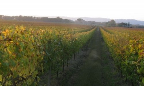 Il Cesanese del Piglio è uno storico vitigno lazi