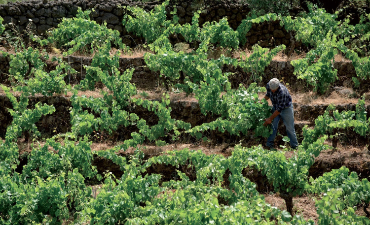 I vigneti di Pietradolce, azienda del versante no