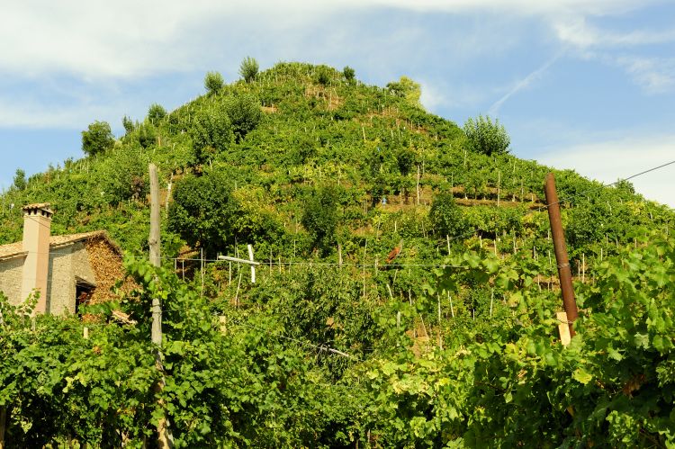 Viticoltura eroica per Andreola