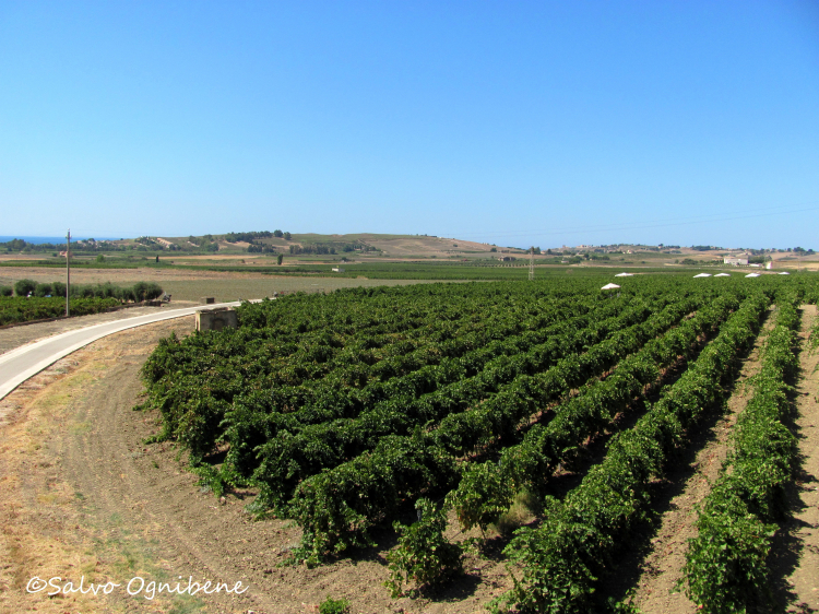 I vigneti di Menfi, Agrigento
