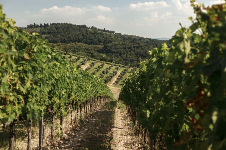 I vigneti dell'azienda
