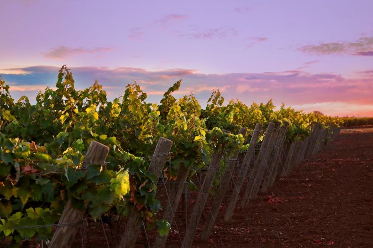 Una bella immagine dei vigneti
