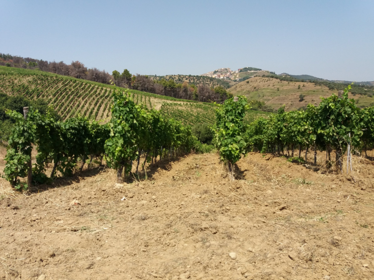 Vigneti a Cirò
