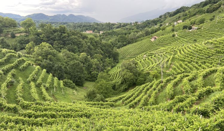 Alcuni degli scoscesi vigneti dell'azienda