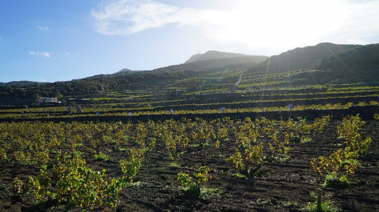 I vigneti di Donnafugata
