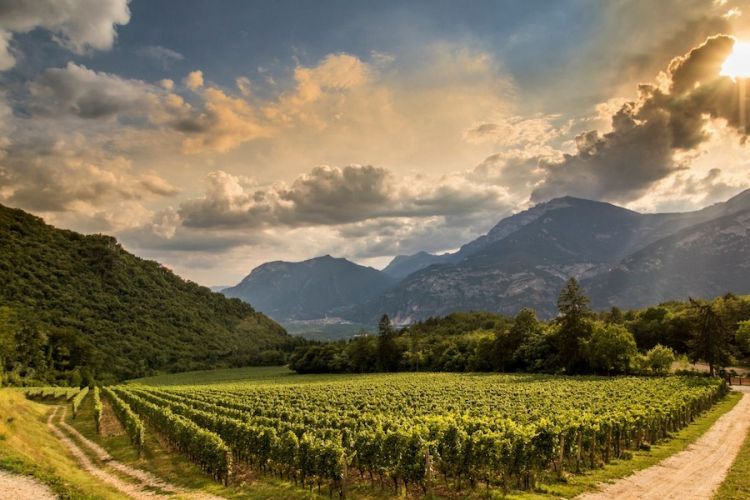 Vigneti Ferrari, un pezzo di paradiso naturale in terra
