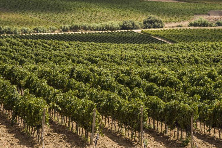 La Sicilia è la prima regione in Italia per vitic