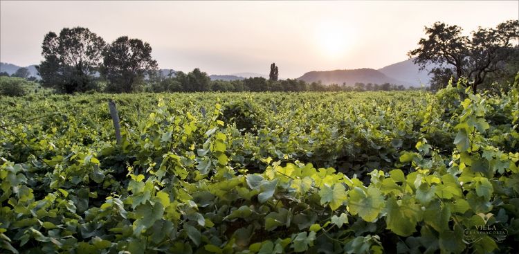 Una suggestiva immagine dei vigneti