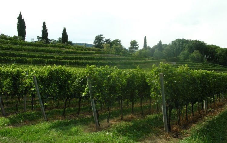 I vigneti dell'azienda Bosio, a Timoline di C