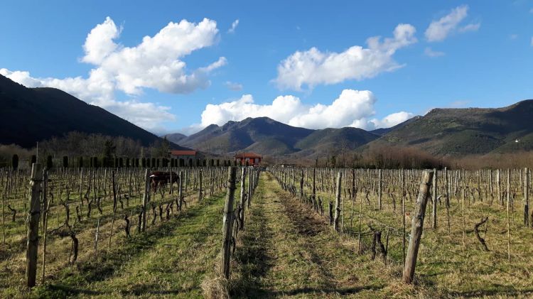 I vigneti di Alois in Alta Campania (nello scat