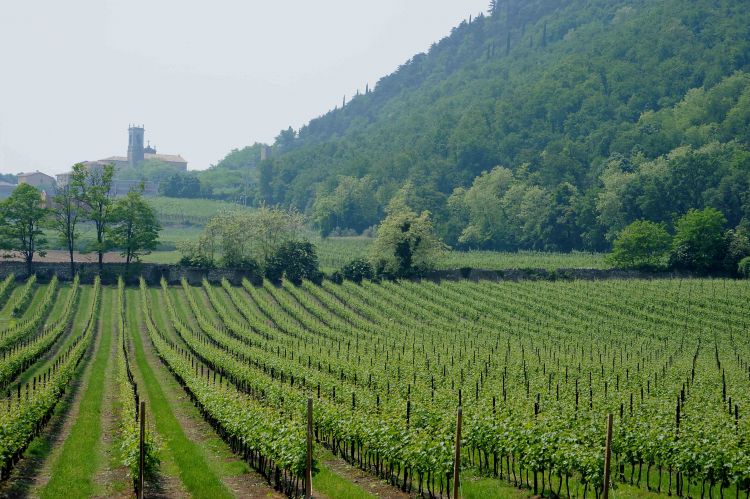 Uno dei vigneti di Le Fraghe