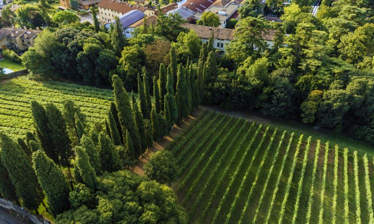 I vigneti da cui nasce il Corte Brà
