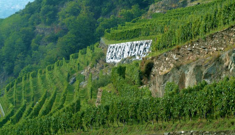 Un'immagine della vigna Fracia