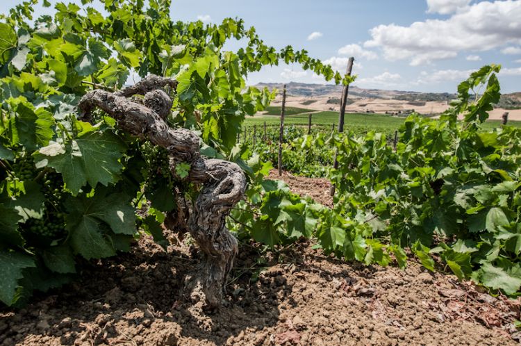 Gli storici vigneti ad alberello (Foto di Antonio Pistillo)