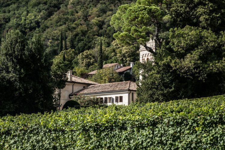 I vigneti dell'azienda

