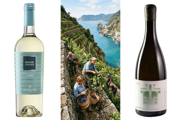 Cirò Bianco di Cantina Ippolito e Bianco V di Eolia